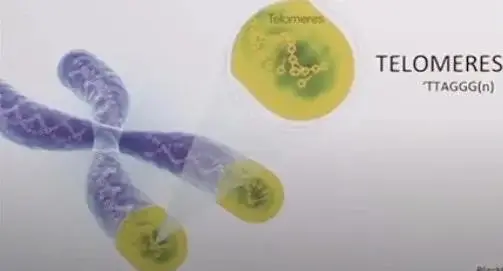2024年衰老生物标志物盘点04：端粒长度和衰老测试